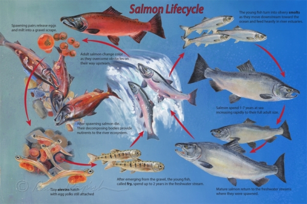 Salmon Lifecycle in Illustrations